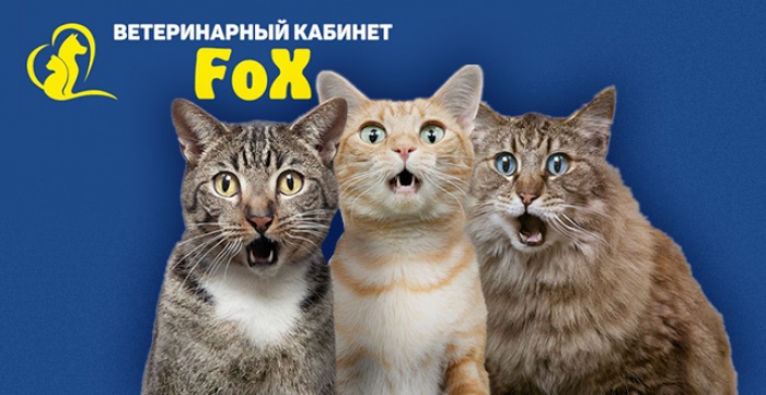 Скидка 50% на кастрацию котов и 33% на стерилизацию кошек в клинике FOX